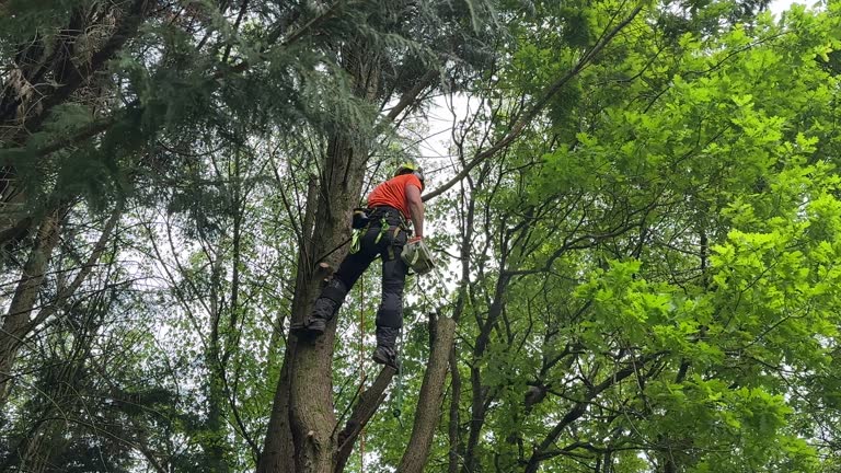 University Heights, OH Tree Services Company